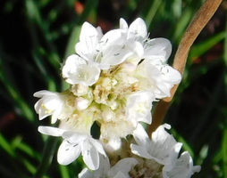 Armeria maritima sibirica